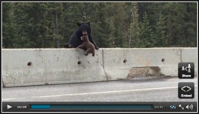 Bear rescues her cub
